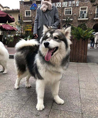 һ��ఢ��˹�����������