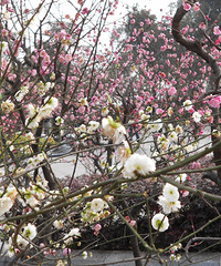 NCP߿ʮﲻ㣬¼һ´ӡ