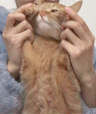 �Ҽ�è���챻��ߣͺ��