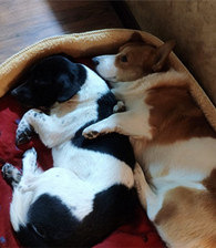 ���ܳ��ŵ�����ֻ��˯����