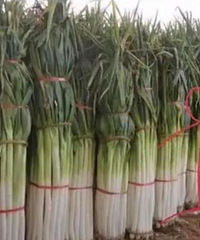 山东给湖北捐了两万斤大葱