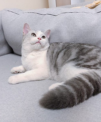 ߣèߣ�������Ҿ���