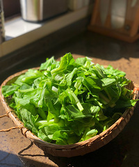 ��ִ�ϵ���԰���԰���ؼ�ʱ�����ֵĲ������ˣ�