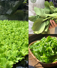 花园变菜园,关键时刻老爹的菜立功了