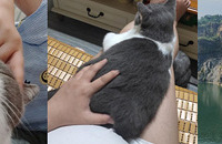 ��������4ֻè������������̥��