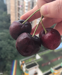 ��֪��ϲ�����ǣ������ڼ��������Ϊֹ�������