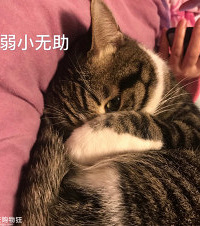 来晒晒宠物最爱你的时候是什么样子吧,一起当主人的贴心小可爱
