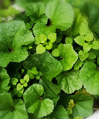 ССĲ˵Ҳճ裬ؼʱ߲ժֳ