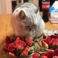 我家有只好吃猫