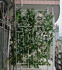 ����̨����˸�Ư���Ļ�ǽ�������ھӼ����ˣ�