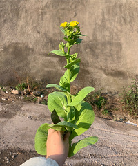 在家宅了一个月,记录一下挖野菜的日子