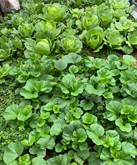 150ƽݶ԰8߲2ˮգԼֵľǺó