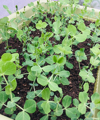 ֲ˲һҪ԰Ӿ͸㶨Ҽ߲˹Ϲ