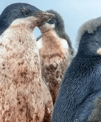 ����콫�ڱ�����ĩ���