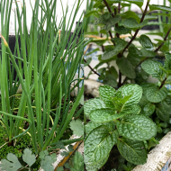 楼顶的菜篮子计划