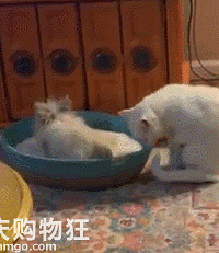 当兔子霸占了猫窝后...