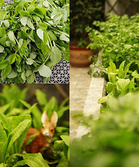 ССĻ̳߲ˣݫҪԡ¡