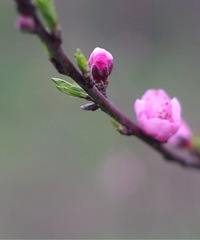 大学城虎峰山桃花开了