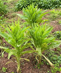 拒绝菜花节,回农村放风赏花摘柠檬