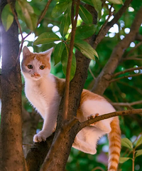 “吸猫圣地”:重庆涂山寺的小猫们