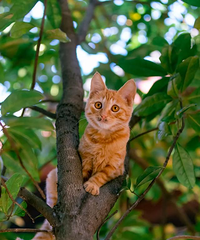 ����èʥ�ء�������Ϳɽ�µ�Сè��