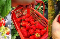 ���������ã����÷������ҳ���ȥժ�˲�ݮ