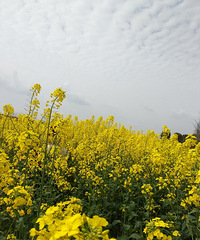 打卡主城边漫山遍野油菜花,停车还免费