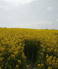 打卡主城边漫山遍野油菜花,停车还免费