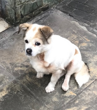 最近丢狗的为啥这么多