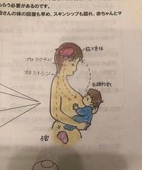 如何在哺乳期成为一头“奶牛”,通过日本医院的哺乳办法就可以