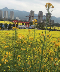 复盛油菜花开了