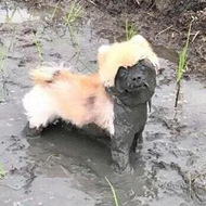 狗狗回村后成了泥娃娃