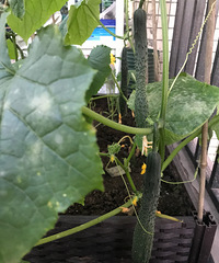 植物杀手改行种蔬菜,红苕最简单