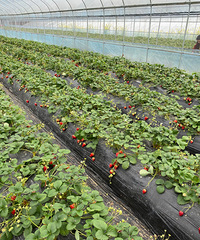 һʱ����˵�߾���ժ��ݮȥ�ˣ�����Ĳ�ݮ�����ó�