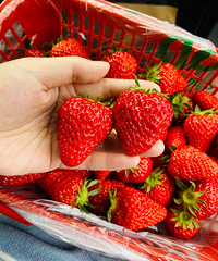 һʱ����˵�߾���ժ��ݮȥ�ˣ�����Ĳ�ݮ�����ó�