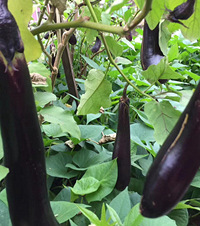 �����뵽���߲�ˮ���ҵ�Ժ��ȫ���У���ʮ��Ʒ�ֳԲ���