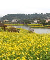 叶儿青青菜花黄,打卡巴南天坪山云林天乡