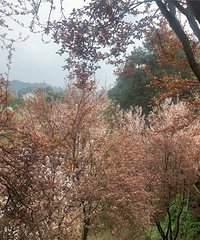 带娃出来透风,天坪山云林风景区