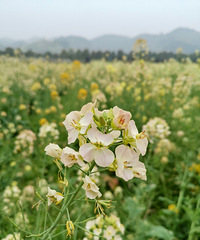 ������Ż�����ô���ˡ��ϴ����̴�