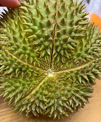 ���ز���Ϊ�����еİ����ˣ������̫�ó���