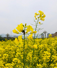 ������Ͳ˻�����