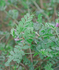 春日里的短暂撒欢,复盛油菜花花打卡