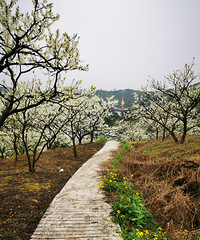 驿路李花遍山野