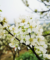 驿路李花遍山野