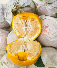 比拳头还大的丑橘水分超足,一口气解决一个