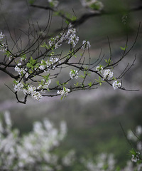 铁厂沟的花花