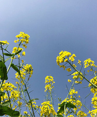 复盛那一大片油菜花花啊