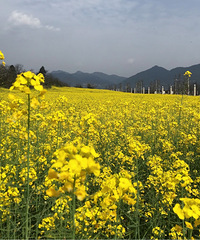 复盛那一大片油菜花花啊