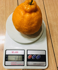 买过三次的丑橘,这次称了下每个都有小半斤