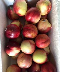 ѼĵĺͮͮҼֱж̫ó